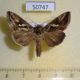 50747p-Noctuidae-Chrysodeixis-acuta-Uganda-15
