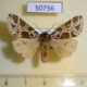 50756p-Arctiidae-Kiriakoffalia-costimacula-Uganda-15