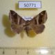 50771p-Noctuidae-Dysgonia-derogans-Uganda-10