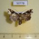 50778p-Noctuidae-Ctenoplusia-mapongua-Uganda-14
