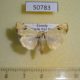 50783p-Noctuidae-Xanthodes-albago-Uganda-8
