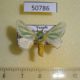 50786p-Limacodidae-Coenobasis-albiramosa-Uganda-10