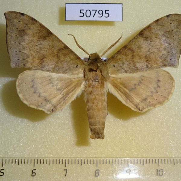 Sphingidae Andriasa contraria suffusa Uganda