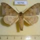 50795p-Sphingidae-Andriasa-contraria-suffusa-Uganda-40