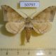 50797p-Sphingidae-Andriasa-contraria-suffusa-Uganda-40