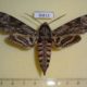 50813p-Sphingidae-Agrius-convolvuli-Uganda-12