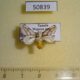 50839p-Limacodidae-Parapluda-invitabilis-Uganda-10