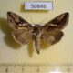50846p-Noctuidae-Chrysodeixis-acuta-Uganda-12