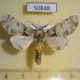 50848p-Noctuidae-Thiacidas-senex-Uganda-15