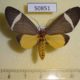 50851p-Arctiidae-Caryatis-phileta-Uganda-18
