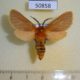 50858p-Arctiidae-Metarctia-lateritia-Uganda-15