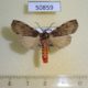 50859p-Arctiidae-Stenarctia-abdominalis-Uganda-14