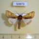 50873p-Noctuidae-Heliothis-xanthiata-Uganda-14