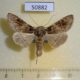 50882p-Noctuidae-Ctenoplusia-euchroides-Uganda-17