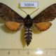 50894p-Sphingidae-Dovania-poecila-Uganda-30