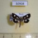 50908p-Pyralidae-Anania-funebris-Tyva-rep.-6