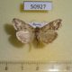 50927p-Pyralidae-sp.-Tyva-rep.-5