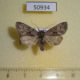 50934p-Noctuidae-Lasionycta-hospita-Tyva-rep.-8