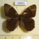 50951p-Satyridae-Lethe-diana-Kunaschir-isl.-7