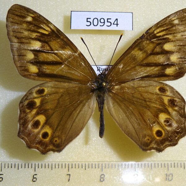Satyridae Zophoessa callipteris Kunaschir isl.