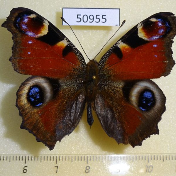 Nymphalidae Aglais io Kunaschir isl.