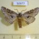 50977p-Notodontidae-Odontosia-sieversi-Krasnoyarsk-reg.8
