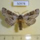 50978p-Notodontidae-Odontosia-sieversi-Krasnoyarsk-reg.8
