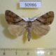 50986p-Noctuidae-Catocala-bokhaica-f-Primorye-15