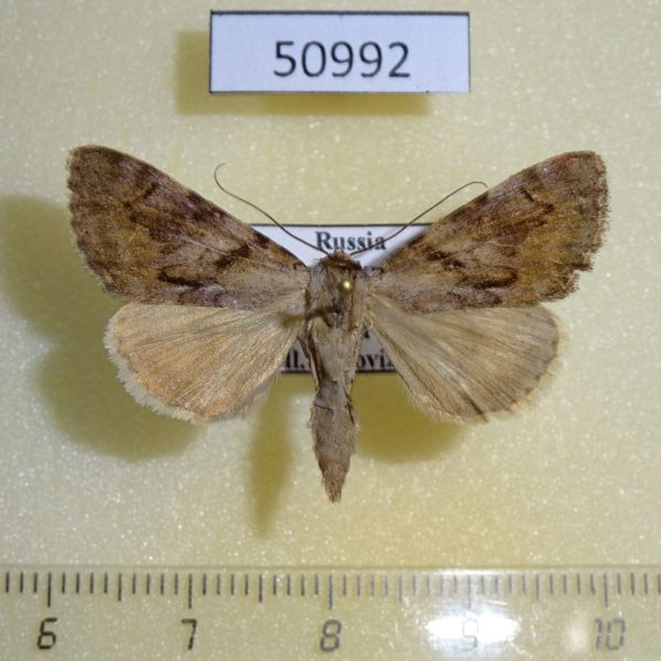 Noctuidae Catocala bokhaica Primorye