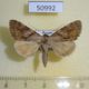 50992p-Noctuidae-Catocala-bokhaica-Primorye-10