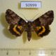 50999p-Noctuidae-Catocala-moltrechti-f-Primorye-20