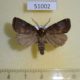 51002p-Noctuidae-Rusina-ferruginea-Khakassia-rep.-8