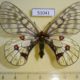 51041p-Papilionidae-Parnassius-maui-f-Primorye-50