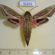 51042p-Sphingidae-Hippotion-celerio-Uganda-10