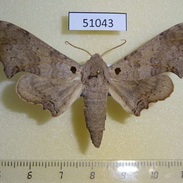 Sphingidae Falcatula cymatodes Uganda