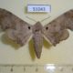 51043p-Sphingidae-Falcatula-cymatodes-Uganda-25