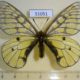 51051p-Papilionidae-Parnassius-maui-Primorye-20