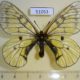51053p-Papilionidae-Parnassius-maui-Primorye-20