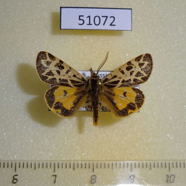 Arctiidae Sibirarсtia buraetica Irkutsk reg.