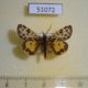 51072p-Arctiidae-Sibirarstia-buraetica-Irkutsk-reg.-25
