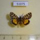 51075p-Arctiidae-Sibirarstia-buraetica-Irkutsk-reg.-30