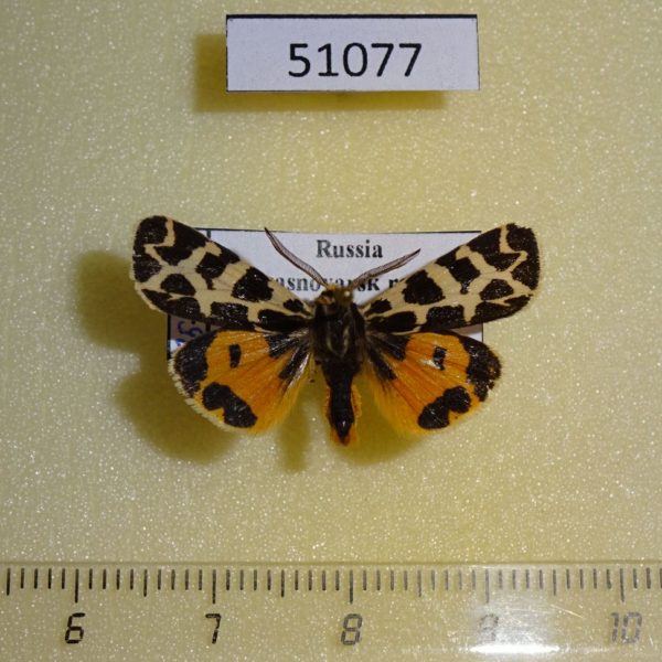 Arctiidae Sibirarctia kindermanni Krasnoyarsk reg.