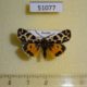 51077p-Arctiidae-Sibirarctia-kindermanni-Krasnoyarsk-reg.70
