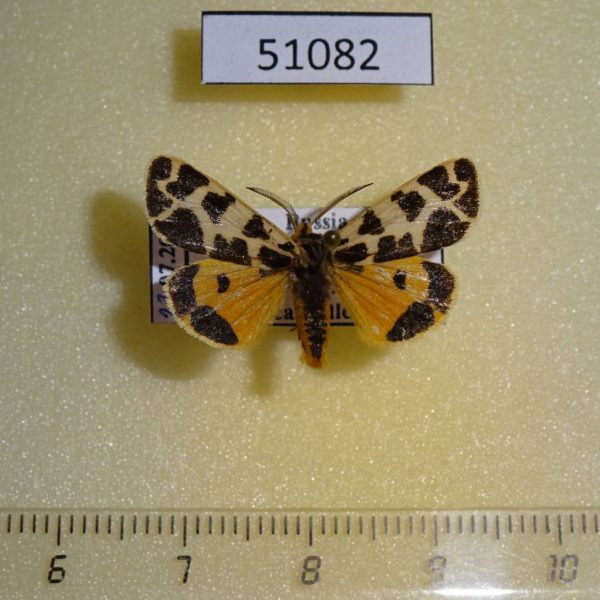 Arctiidae Sibirarctia kindermanni Krasnoyarsk reg.