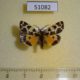 51082p-Arctiidae-Sibirarctia-kindermanni-Krasnoyarsk-reg.80