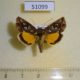 51099p-Noctuidae-Panchrysia-dives-Transbaikal-reg.-10