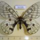 51109p-Papilionidae-Parnassius-maui-f-Primorye-40