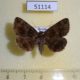 51114p-Noctuidae-Dysgonia-obscura-f-Primorye-10
