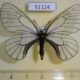 51124p-Papilionidae-Parnassius-stubbendorfi-f-Krasnoyarsk-reg.-6