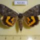 51133p-Noctuidae-Catocala-bella-f-Transbaikal-reg.-7